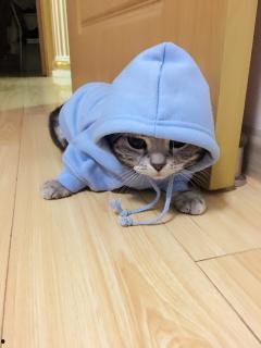 国产猫先生视频全集,穿越时空的奇幻冒险之旅