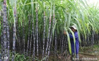 泰国产不产甘蔗呢视频,甜蜜之源，甘蔗产业探秘