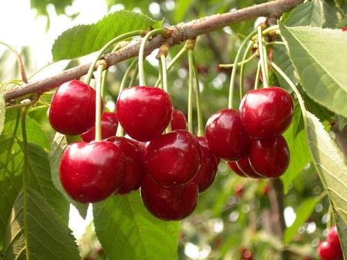 国产樱桃如何修剪视频,国产樱桃修剪技巧视频解析