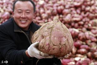 外国人吃中国产地瓜视频,感受瓜乡风情