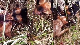 国产野猪视频大全,视频大全中的自然奇观与生态魅力