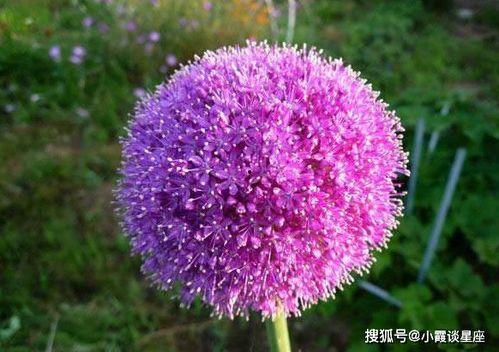 国产大花葱切花视频,花艺之美，匠心独运