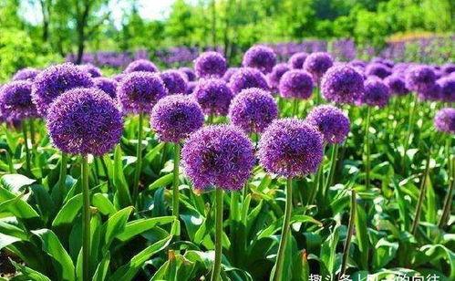 国产大花葱切花视频,花艺之美，匠心独运