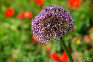 国产大花葱切花视频,花艺之美，匠心独运