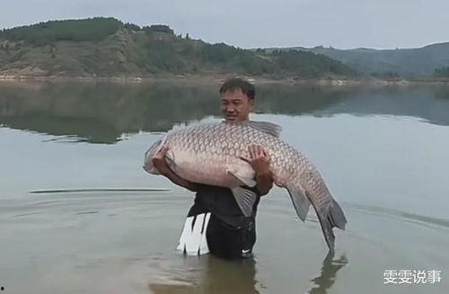 青鱼视频国产在,探索本土创意与技术的融合之旅